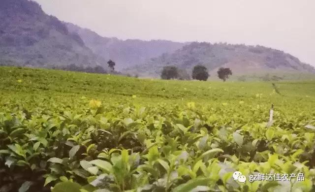 英德農業生產麻豆黄色视频